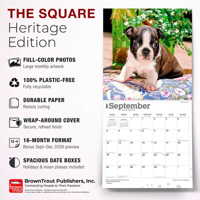2027 BrownTrout Boston Terrier Puppies 12" x 12" Monthly Wall Calendar (9798330712281)