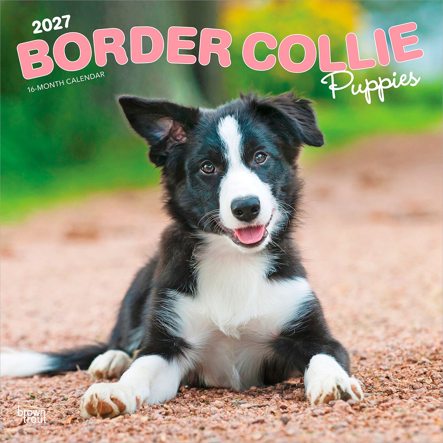 2027 BrownTrout Border Collie Puppies 12 x 12 Monthly Wall Calendar (9798330712267)