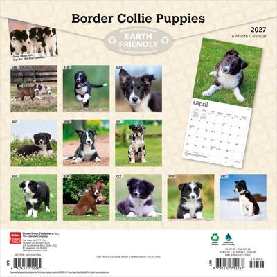 2027 BrownTrout Border Collie Puppies 12 x 12 Monthly Wall Calendar (9798330712267)