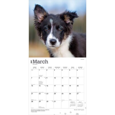 2027 BrownTrout Border Collie Puppies 12" x 12" Monthly Wall Calendar (9798330712267)