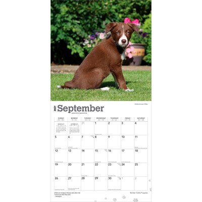 2027 BrownTrout Border Collie Puppies 12" x 12" Monthly Wall Calendar (9798330712267)