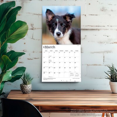 2027 BrownTrout Border Collie Puppies 12" x 12" Monthly Wall Calendar (9798330712267)