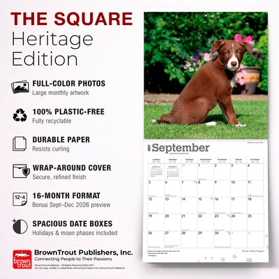 2027 BrownTrout Border Collie Puppies 12" x 12" Monthly Wall Calendar (9798330712267)