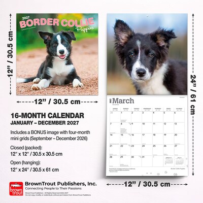 2027 BrownTrout Border Collie Puppies 12" x 12" Monthly Wall Calendar (9798330712267)