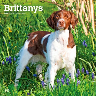 2027 BrownTrout Brittanys 12 x 12 Monthly Wall Calendar (9798330712311)