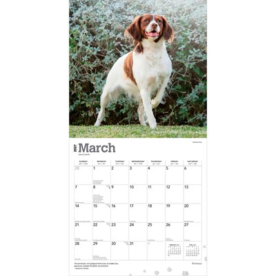 2027 BrownTrout Brittanys 12" x 12" Monthly Wall Calendar (9798330712311)