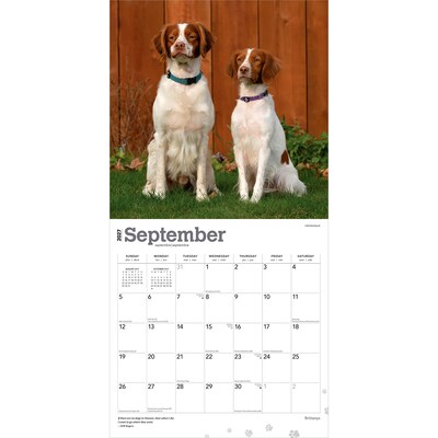 2027 BrownTrout Brittanys 12" x 12" Monthly Wall Calendar (9798330712311)