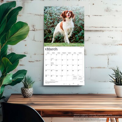 2027 BrownTrout Brittanys 12" x 12" Monthly Wall Calendar (9798330712311)