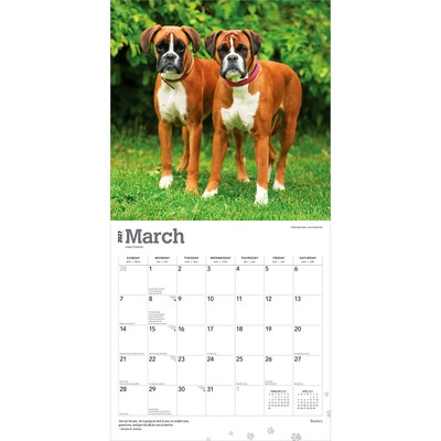 2027 BrownTrout Boxers International Edition 12" x 12" Monthly Wall Calendar (9798330712304)