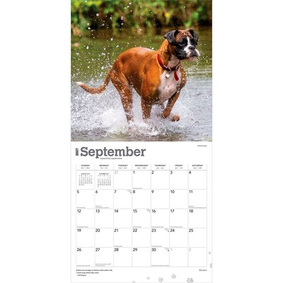 2027 BrownTrout Boxers International Edition 12" x 12" Monthly Wall Calendar (9798330712304)