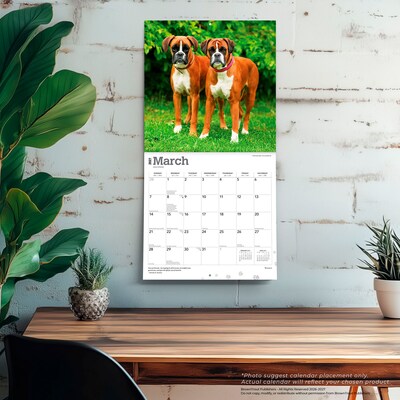 2027 BrownTrout Boxers International Edition 12" x 12" Monthly Wall Calendar (9798330712304)