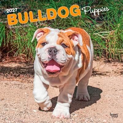 2027 BrownTrout Bulldog Puppies 12 x 12 Monthly Wall Calendar (9798330712328)