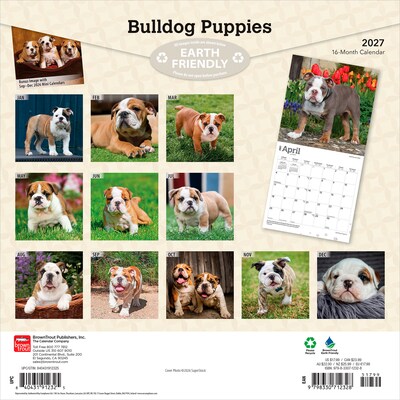 2027 BrownTrout Bulldog Puppies 12 x 12 Monthly Wall Calendar (9798330712328)