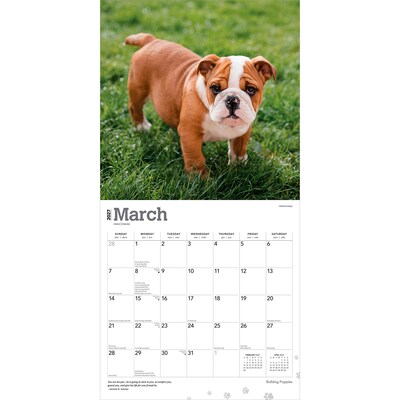 2027 BrownTrout Bulldog Puppies 12" x 12" Monthly Wall Calendar (9798330712328)