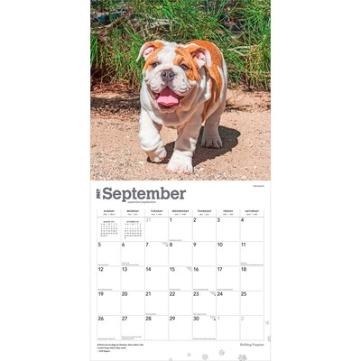 2027 BrownTrout Bulldog Puppies 12" x 12" Monthly Wall Calendar (9798330712328)