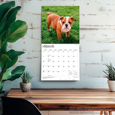 2027 BrownTrout Bulldog Puppies 12" x 12" Monthly Wall Calendar (9798330712328)