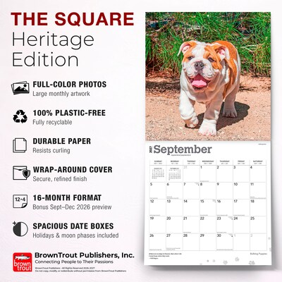 2027 BrownTrout Bulldog Puppies 12" x 12" Monthly Wall Calendar (9798330712328)