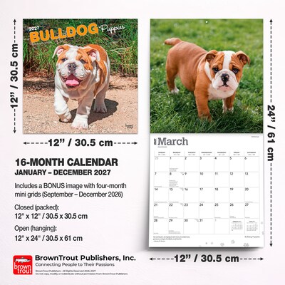 2027 BrownTrout Bulldog Puppies 12" x 12" Monthly Wall Calendar (9798330712328)