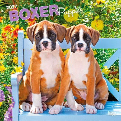 2027 BrownTrout Boxer Puppies 12 x 12 Monthly Wall Calendar (9798330714117)