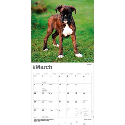 2027 BrownTrout Boxer Puppies 12" x 12" Monthly Wall Calendar (9798330714117)