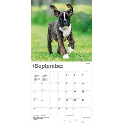 2027 BrownTrout Boxer Puppies 12" x 12" Monthly Wall Calendar (9798330714117)
