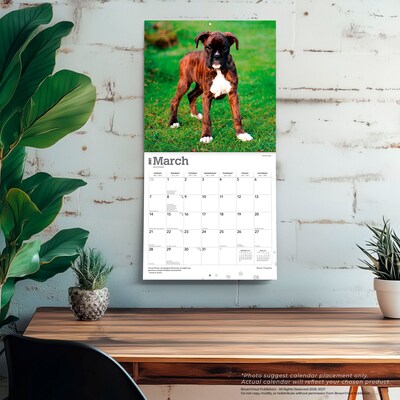 2027 BrownTrout Boxer Puppies 12" x 12" Monthly Wall Calendar (9798330714117)