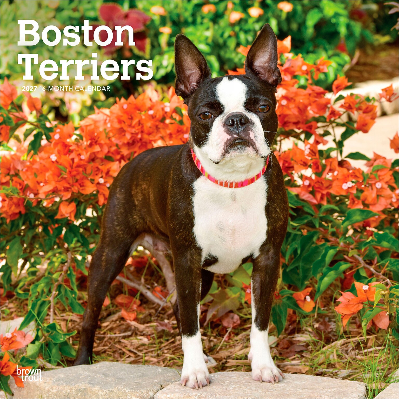 2027 BrownTrout Boston Terriers 12 x 12 Monthly Wall Calendar (9798330712298)