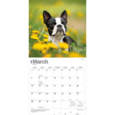 2027 BrownTrout Boston Terriers 12" x 12" Monthly Wall Calendar (9798330712298)