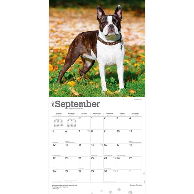 2027 BrownTrout Boston Terriers 12" x 12" Monthly Wall Calendar (9798330712298)
