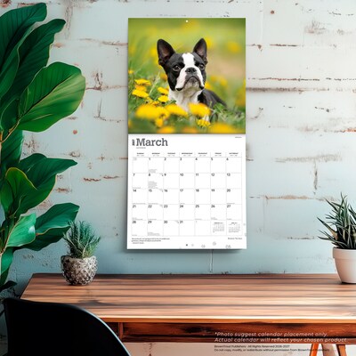 2027 BrownTrout Boston Terriers 12" x 12" Monthly Wall Calendar (9798330712298)
