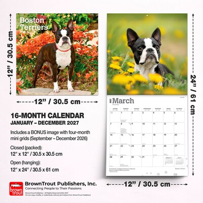 2027 BrownTrout Boston Terriers 12" x 12" Monthly Wall Calendar (9798330712298)