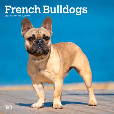 2027 BrownTrout French Bulldogs 12 x 12 Monthly Wall Calendar (9798330712434)