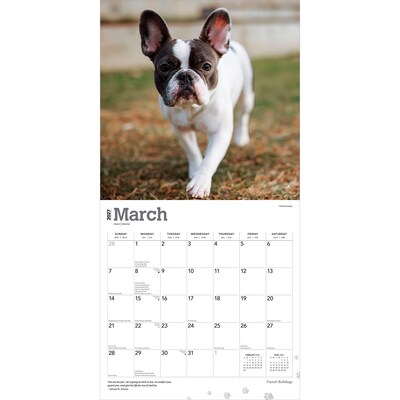 2027 BrownTrout French Bulldogs 12" x 12" Monthly Wall Calendar (9798330712434)