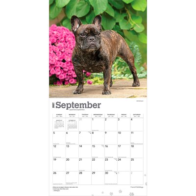 2027 BrownTrout French Bulldogs 12" x 12" Monthly Wall Calendar (9798330712434)