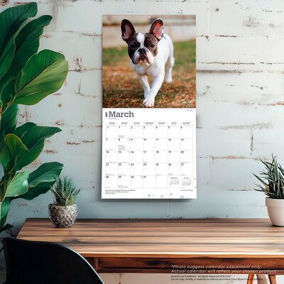 2027 BrownTrout French Bulldogs 12" x 12" Monthly Wall Calendar (9798330712434)