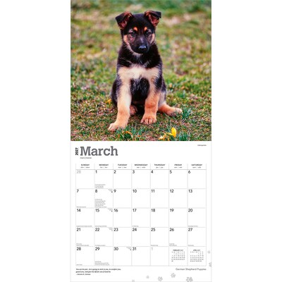 2027 BrownTrout German Shepherd Puppies 12" x 12" Monthly Wall Calendar (9798330714193)