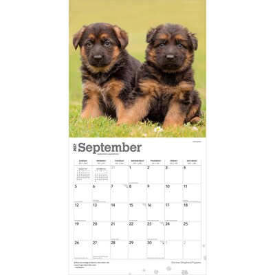 2027 BrownTrout German Shepherd Puppies 12" x 12" Monthly Wall Calendar (9798330714193)