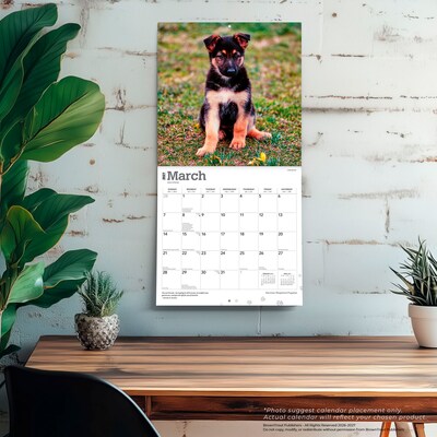 2027 BrownTrout German Shepherd Puppies 12" x 12" Monthly Wall Calendar (9798330714193)