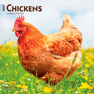 2027 BrownTrout Chickens 12 x 12 Monthly Wall Calendar (9798330711871)