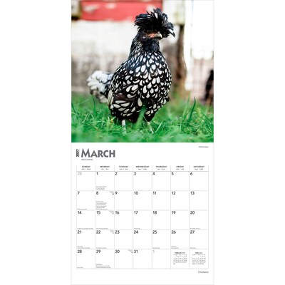 2027 BrownTrout Chickens 12" x 12" Monthly Wall Calendar (9798330711871)