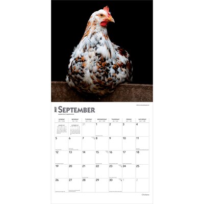 2027 BrownTrout Chickens 12" x 12" Monthly Wall Calendar (9798330711871)