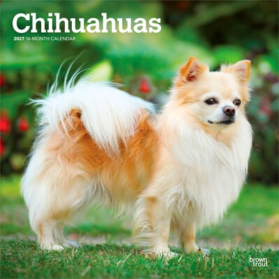 2027 BrownTrout Chihuahuas 12 x 12 Monthly Wall Calendar (9798330712366)