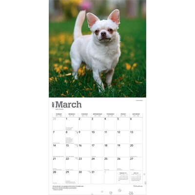 2027 BrownTrout Chihuahuas 12" x 12" Monthly Wall Calendar (9798330712366)