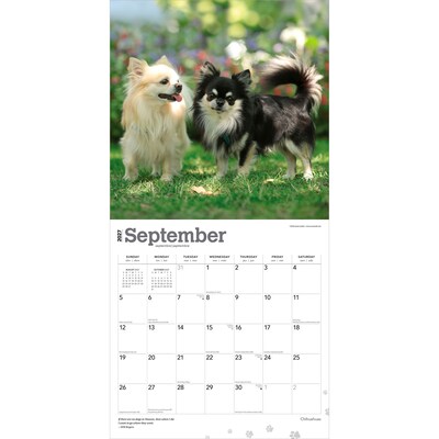 2027 BrownTrout Chihuahuas 12" x 12" Monthly Wall Calendar (9798330712366)