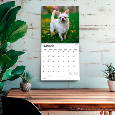 2027 BrownTrout Chihuahuas 12" x 12" Monthly Wall Calendar (9798330712366)