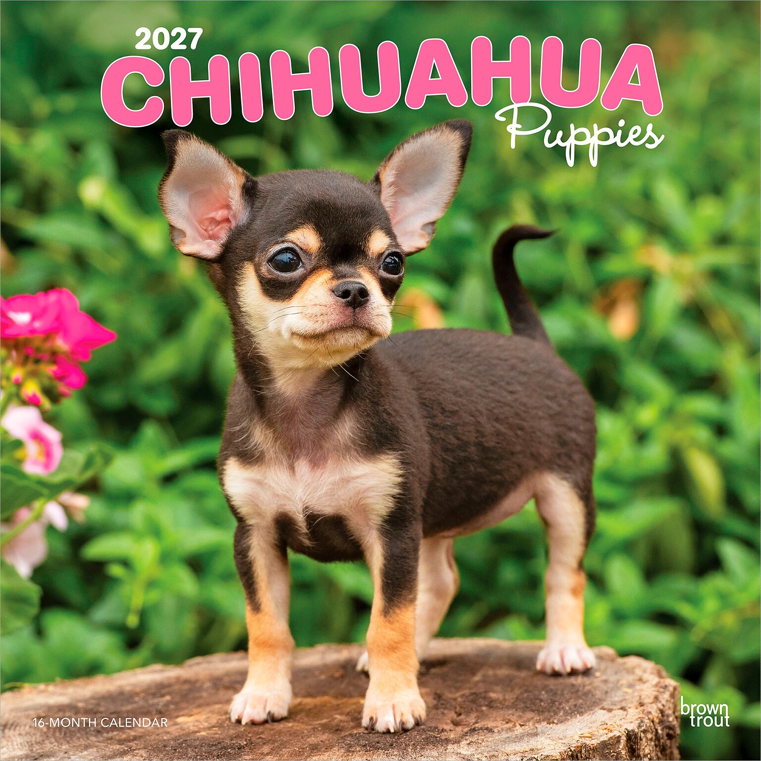 2027 BrownTrout Chihuahua Puppies 12 x 12 Monthly Wall Calendar (9798330712359)