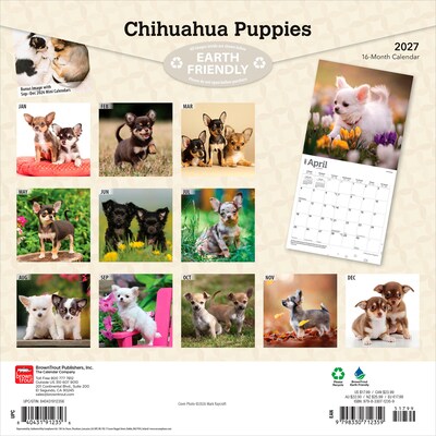 2027 BrownTrout Chihuahua Puppies 12 x 12 Monthly Wall Calendar (9798330712359)