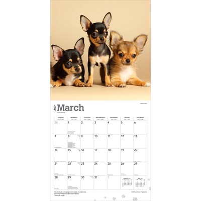 2027 BrownTrout Chihuahua Puppies 12" x 12" Monthly Wall Calendar (9798330712359)