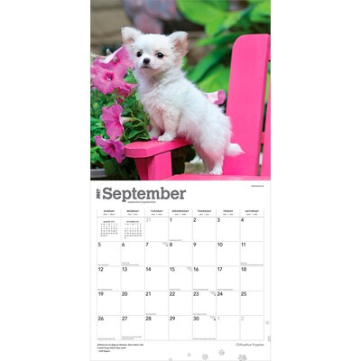 2027 BrownTrout Chihuahua Puppies 12" x 12" Monthly Wall Calendar (9798330712359)