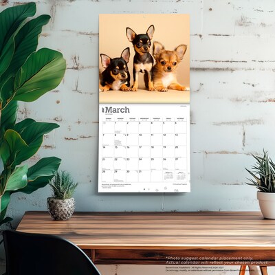 2027 BrownTrout Chihuahua Puppies 12" x 12" Monthly Wall Calendar (9798330712359)